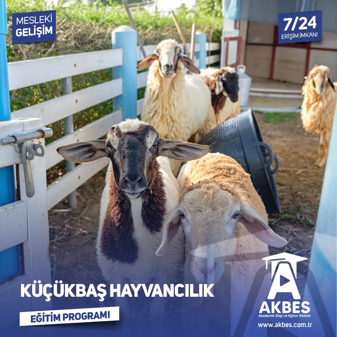 Küçükbaş Hayvancılık Eğitim Programı